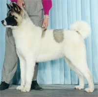 a well breed Akita dog